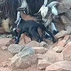 عنز معها ثلاثه للبيع