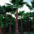 نخل نخيل واشنطن وصيانة الحدائق