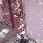 حمام شامي كش