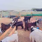 تيوس عارضيه