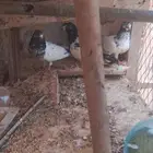 حمام هندي