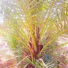 نخل القصيم نخل للبيع جثايث سكري ونانه سكري حمراء برحي