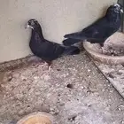 طبه رام بوري بلاك مون القمر الأسود دم صافي بيور