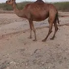 نياق حمر عوداي من 3500