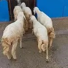 خمسه خرفان نض