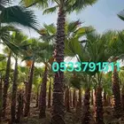 نخل واشنطن 055.325.6004