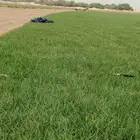 نجيلة زراعة شي الفين