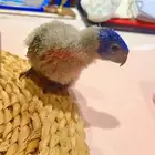 فروخ لوري إنتاج محلي