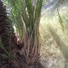 فسائل نخيل للبيع