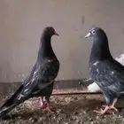 طبه حمام باكستاني رام اسود وطبه قطيفي احمر مذيل ابيض