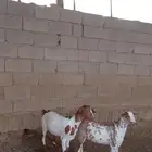 جفير العدد 2 اعمارها 6 شهور خاليه من جميع العيوب