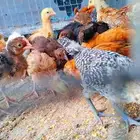 للبيع صوص بلدي
