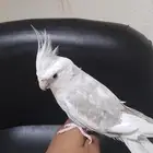 كروان اليف صحه شرط تضاف اليف ذكر