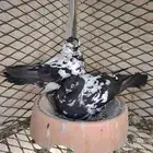 حمام شامي وسنافر