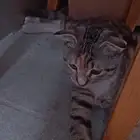 اسكوتش فولد للبيع