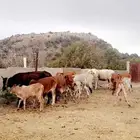 بقر للبيع