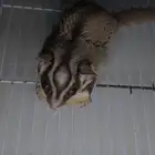 زوج سنجاب طائر منتج