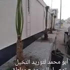 يتوفر لدينا جميع أنواع النخيل الوشنطني والعربي