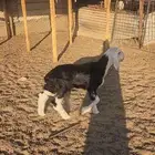 طلي نجدي صنف مشروع فحل