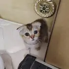 قطط سكوتش فولد