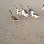 وز للبيع ذكر وانثي
