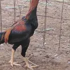 ديك شامو الماني