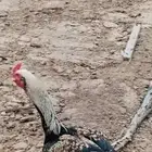 دجاج شامو
