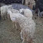 شياه لبيع العدد 5