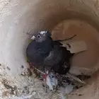 حمام قطايف قلاب