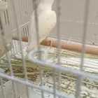 للبيع روز البينو عيون حمر