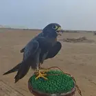 بكة او جليمية