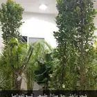 اشجار طبيعية للمنازل داخل المنزل للبيع للتواصل ( )