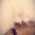للبيع جوز حمام فرنسي