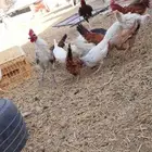 دجاج بلدي وفيومي للبيع