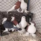 حمام لاهوري صنف وطيب شباب 3اجواز