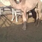 قعود طيب على شهيان ولد بعير محمد بن مشيط المري