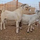 معزاء بيشيات