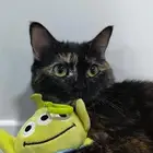 قطة أليفة للتبني