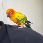 طير صن كنيور ذكر العمر سنه واربعه شهور