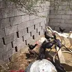 فروخ شامو مهجنه باكستاني