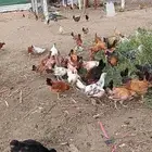 دجاج بلدي