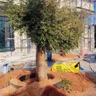شجر زيتون معمر واسباني