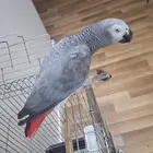 كاسكو أفريقي