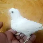 فرخ روز ( البينو )