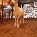 للبيع مشروع فحل حري صنف