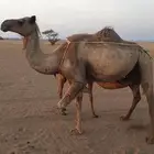 ناقه خلفه مشروطه من كل العيوب تحتها قعود