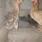 دجاج بلدي بياض