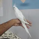 ذكر كروان صغير اليف و جاهز للتعليم على كلام
