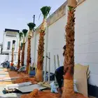 توريد وزراعة النخيل الزينة بكل مقاساته