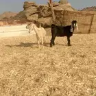 جفار عوارض حقت القناي ومضريع حول 3شهور العمر توهن يبن يقلعن